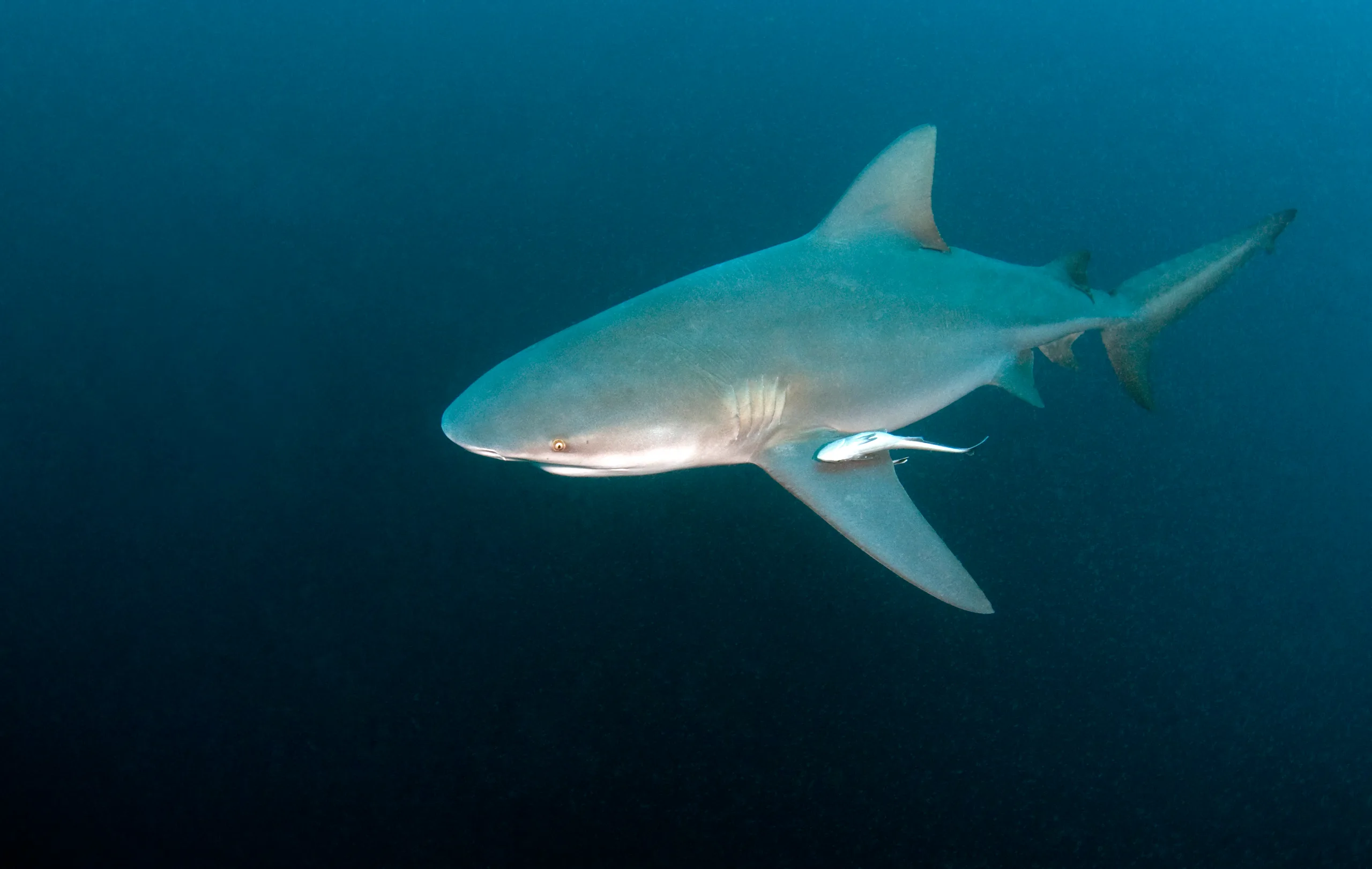 Bull shark